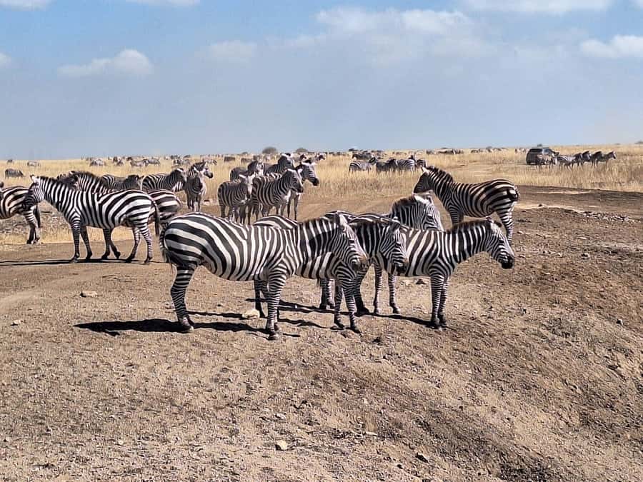Nairobi National Park Morning Or Evening Game Drive Tour - Who will get the most from this outing