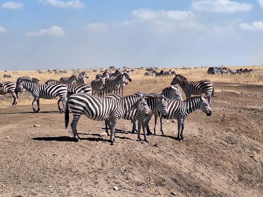 Nairobi National Park Morning Or Evening Game Drive Tour - Booking advice and final verdict
