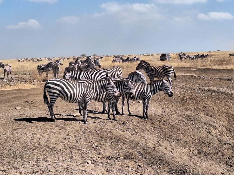 Nairobi National Park Morning Or Evening Game Drive Tour - What the five-hour drive is like