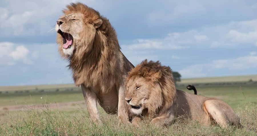 Nairobi: National Park & Optional Elephants & Giraffe Center - Key points to know before booking