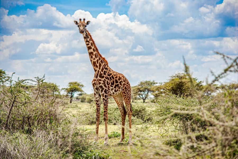 Nairobi: National Park & Optional Elephants & Giraffe Center - Why Nairobi National Park is the main event