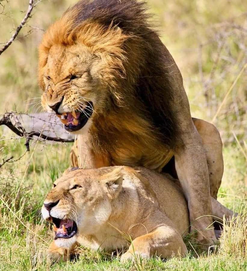 Nairobi: National Park & Optional Elephants & Giraffe Center - The David Sheldrick Wildlife Trust stop