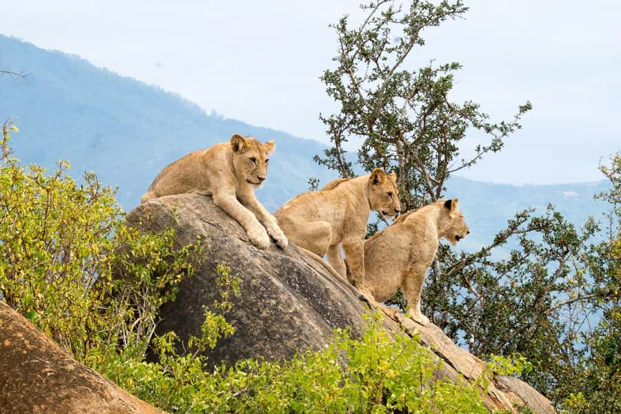 Nairobi: National Park & Optional Elephants & Giraffe Center - Feeding giraffes at the Giraffe Centre