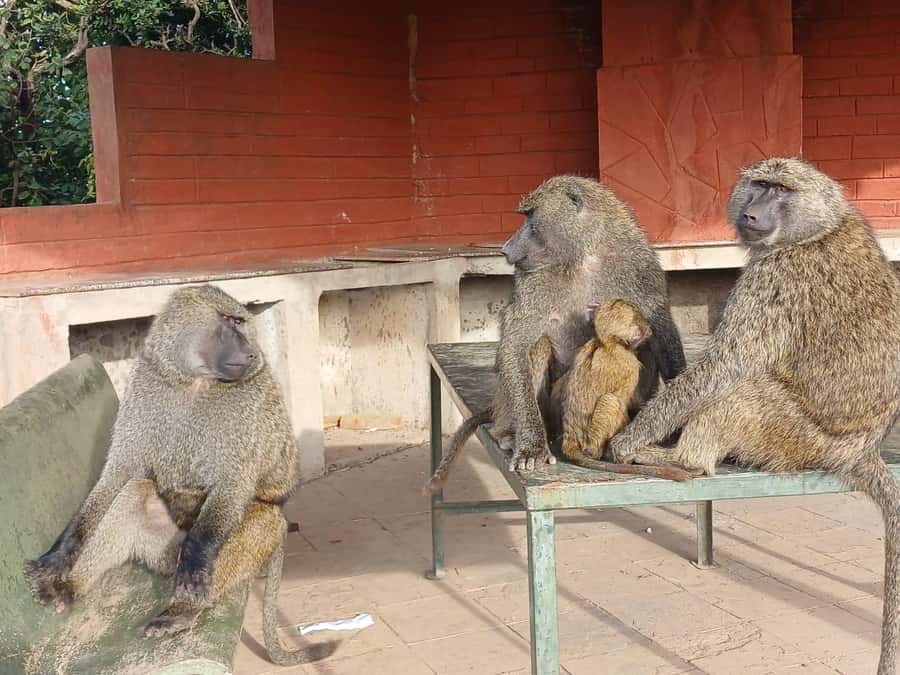 Nairobi: National Park & Optional Elephants & Giraffe Center - Kobe Beads Factory and local craftwork