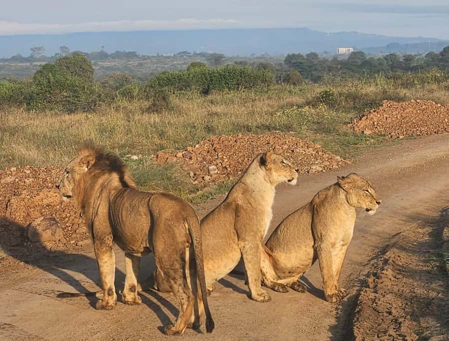 Nairobi: National Park & Optional Elephants & Giraffe Center - Timing, lunch, and the cost of a full day