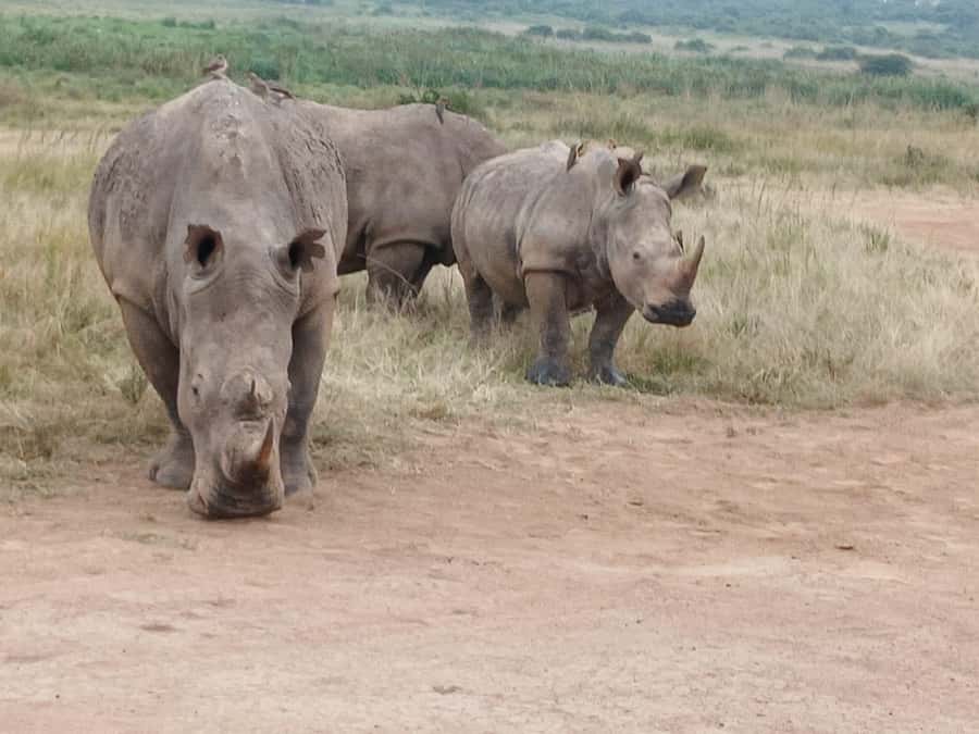 Nairobi: National Park & Optional Elephants & Giraffe Center - Who should book this Nairobi safari?