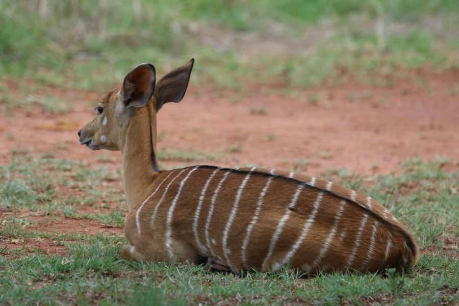 Nairobi: National Park & Optional Elephants & Giraffe Center - What the open-roof safari van is like