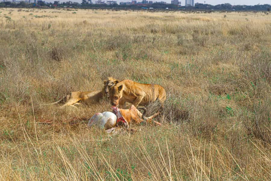 Nairobi National Park, Orphanage, Giraffe & Beads Tour - Key points before you book
