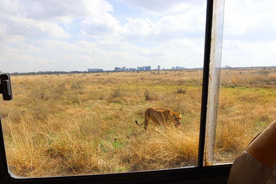 Nairobi National Park, Orphanage, Giraffe & Beads Tour - Why this Nairobi day works so well