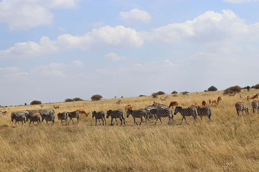 Nairobi National Park, Orphanage, Giraffe & Beads Tour - Feeding giraffes at the Giraffe Centre