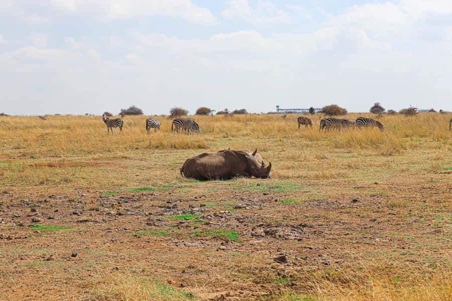 Nairobi National Park, Orphanage, Giraffe & Beads Tour - Lunch and a needed pause