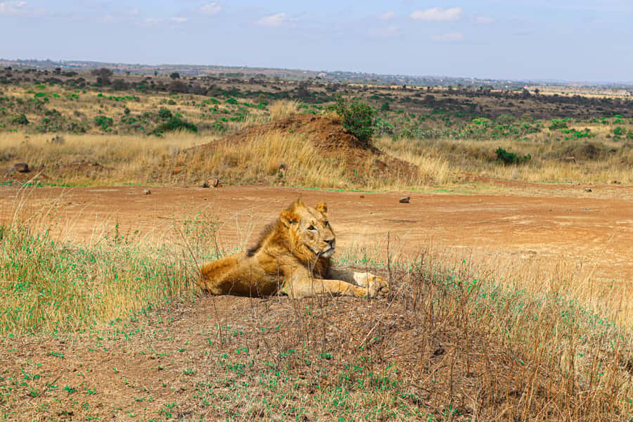 Nairobi National Park, Orphanage, Giraffe & Beads Tour - What the $140 price really covers
