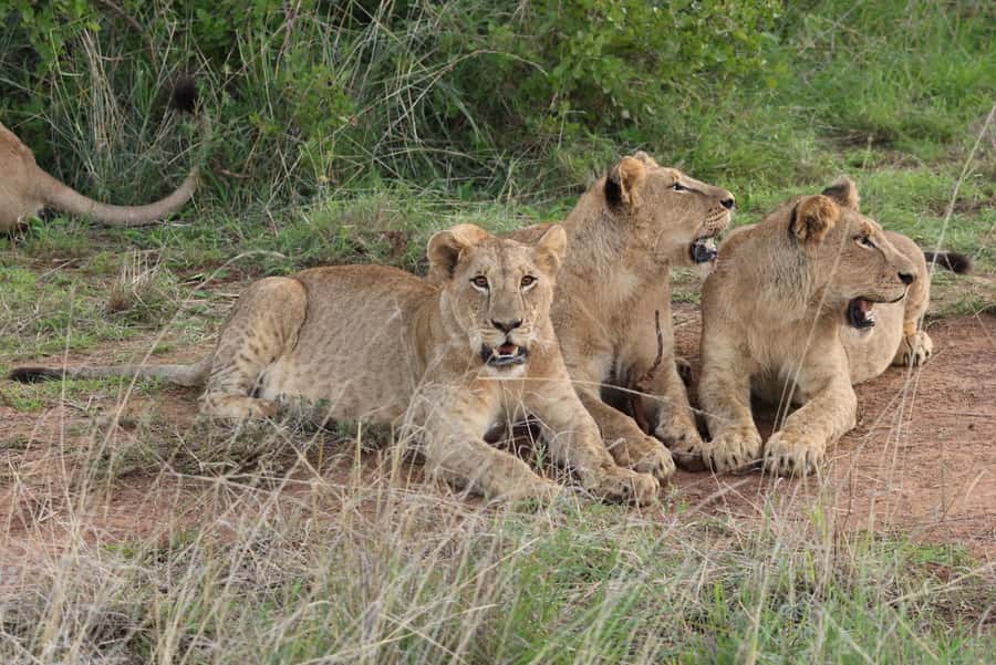 Nairobi: National Park Private Tour in 4X4 Jeep - The 6:30 a.m. pickup and ride into the park