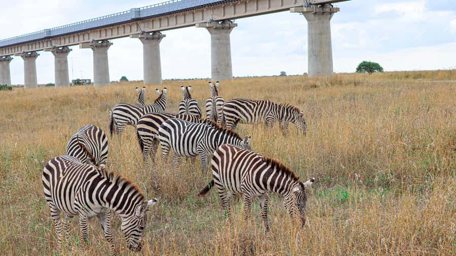 Nairobi: National Park Private Tour in 4X4 Jeep - Five hours of searching for lions and rhinos