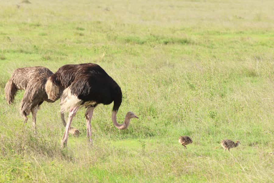 Nairobi: National Park Private Tour in 4X4 Jeep - Lunch and the optional Giraffe Centre stop