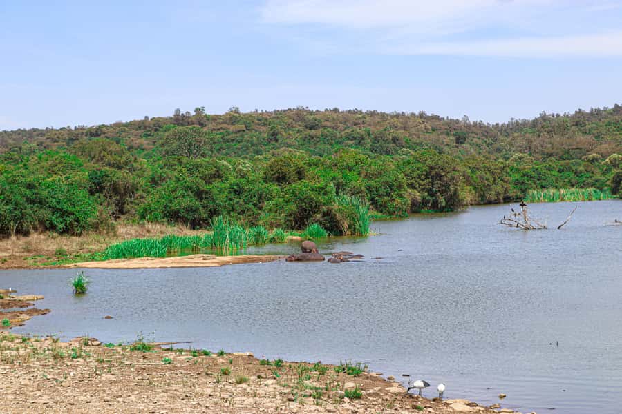 Nairobi: National Park Private Tour in 4X4 Jeep - What the $110 price really covers
