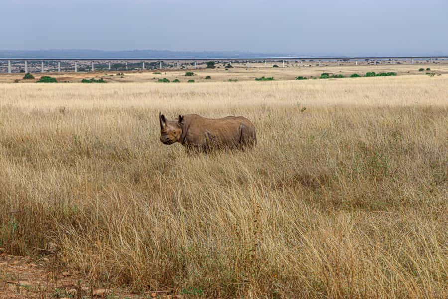 Nairobi: National Park Private Tour in 4X4 Jeep - Who should book this safari?