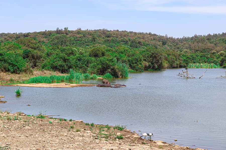 Nairobi: National Park Private Tour in 4X4 Jeep - Should you book it?
