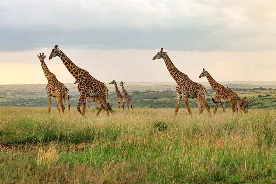 Nairobi: National Park Private Tour in 4X4 Jeep - At the gate, monkeys and the Ivory Monument