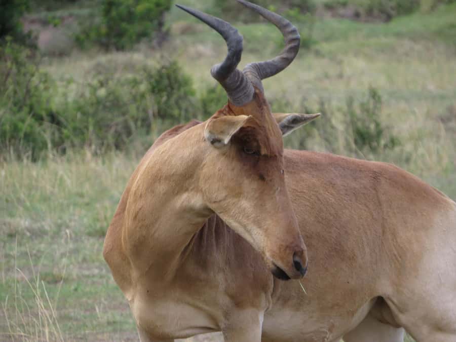Nairobi national park: Sunrise and Sunset Tours - Key points to know before booking