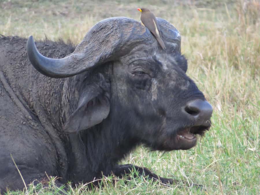 Nairobi national park: Sunrise and Sunset Tours - Four hours of searching for wildlife