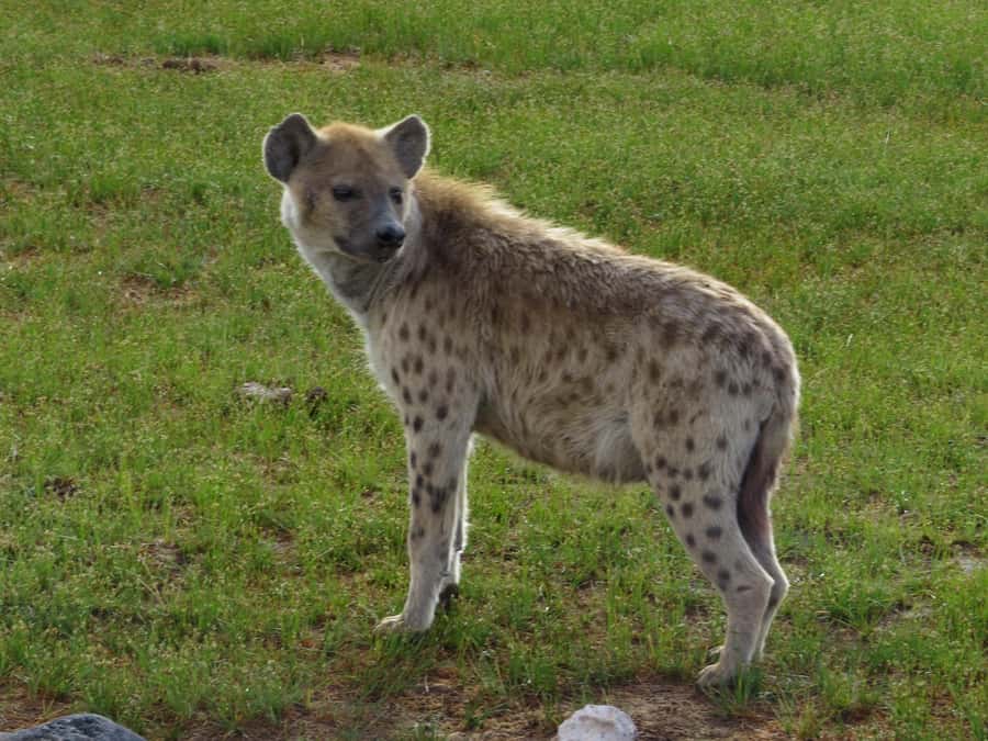 Nairobi national park: Sunrise and Sunset Tours - Who will get the most from this tour
