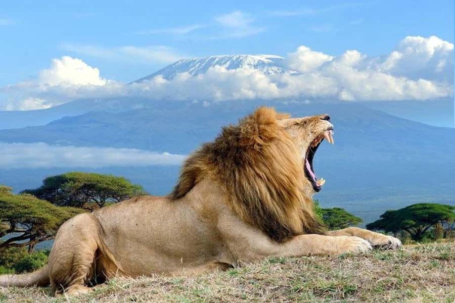 Nairobi: Overnight Safari Trip to Amboseli National Park - Why Amboseli works well for a two-day safari