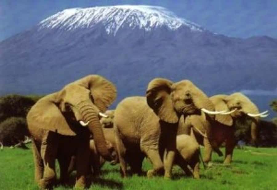 Nairobi: Overnight Safari Trip to Amboseli National Park - The drive from Nairobi: savanna, homesteads, and Maasai cattle