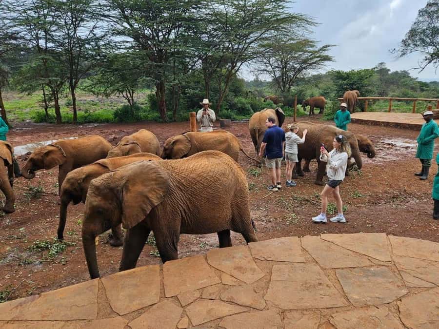 Nairobi Park, Giraffe & Elephant Orphanage with Museum Visit - Should you book it?
