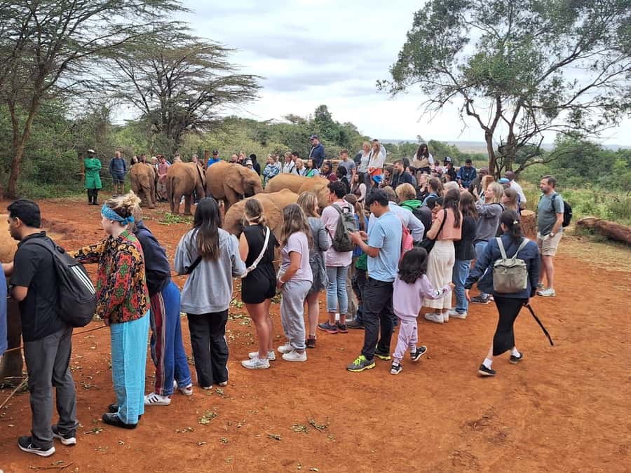 Nairobi Park, Giraffe & Elephant Orphanage with Museum Visit - Finishing at the Museum of Illusions Nairobi