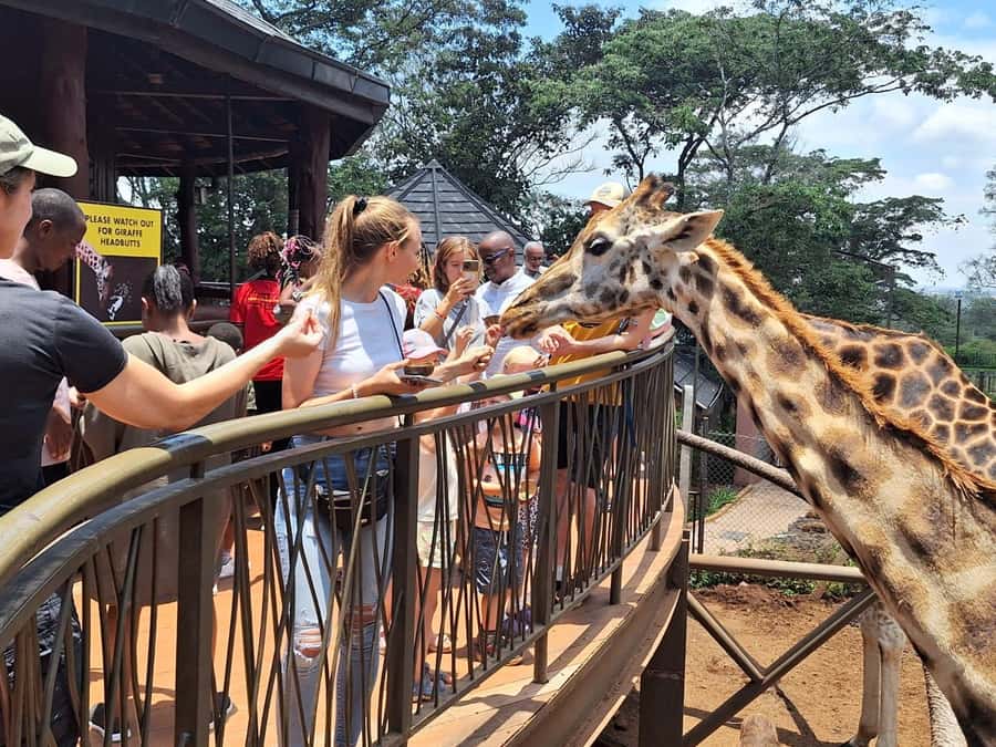 Nairobi Park, Giraffe & Elephant Orphanage with Museum Visit - Starting with wildlife at Nairobi National Park