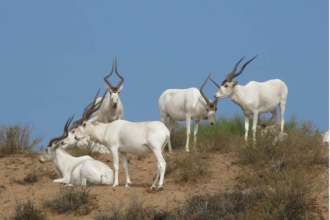 National Park desert safari 4x4 & Admission tickets - Inside the National Park museum and wildlife area