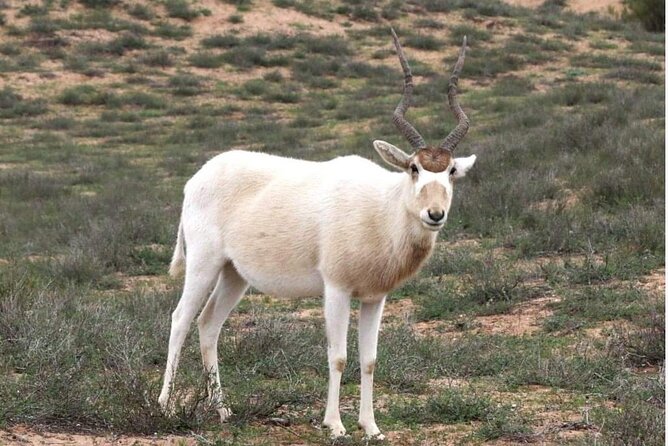 National Park desert safari 4x4 & Admission tickets - Sidi R’bat and the fisherman caves