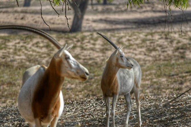 National Park desert safari 4x4 & Admission tickets - Inezgane pottery and the final stop