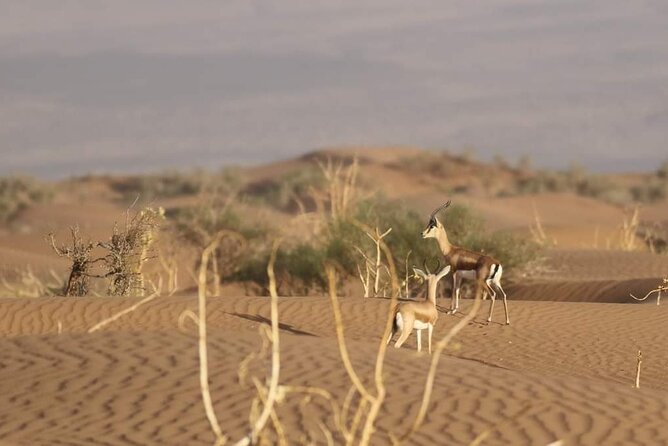 National Park desert safari 4x4 & Admission tickets - What the $81.28 price really covers
