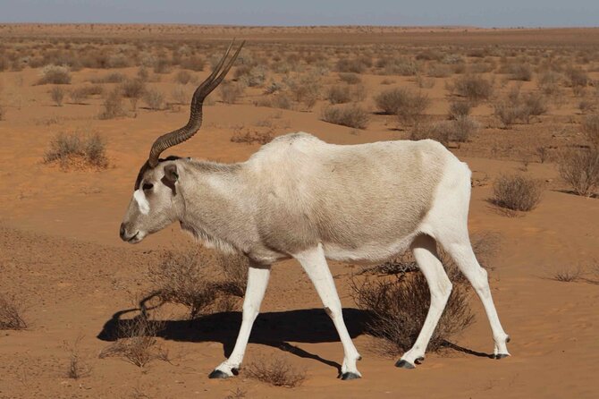 National Park desert safari 4x4 & Admission tickets - Should you book the Souss-Massa 4x4 tour?