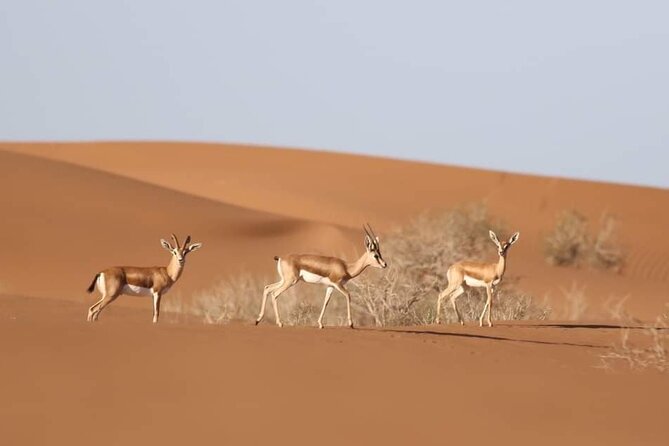 National Park desert safari 4x4 & Admission tickets - Tifnit: a short stop at a fishing village and wild beach