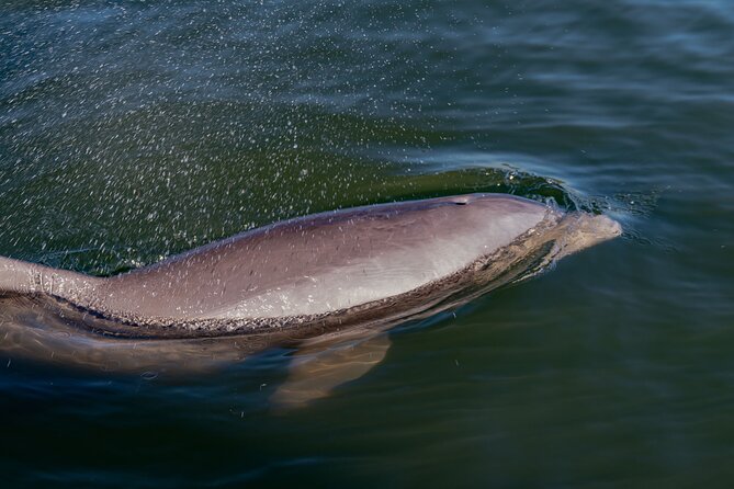 National Park Pedal Kayak Tours in New Smyrna Beach - Starting inside Canaveral National Seashore