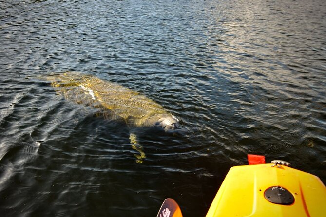 National Park Pedal Kayak Tours in New Smyrna Beach - Turtle Mound National Historic Site