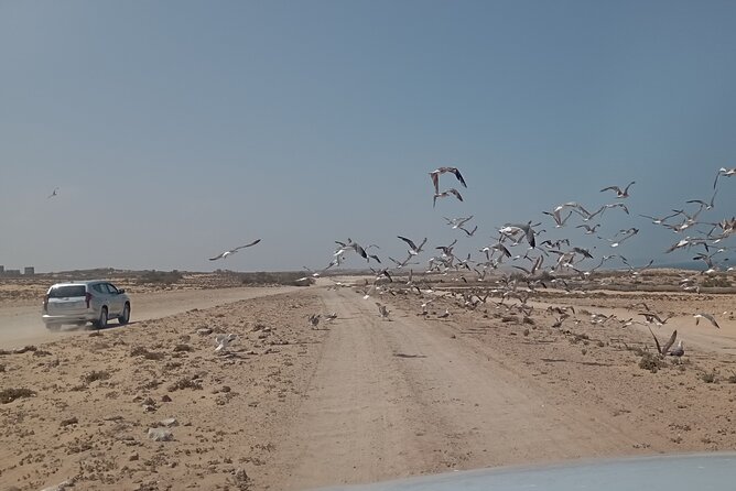 National Park & Sahara Day trip with Food - The Atlantic coast and Tifnit fishing village