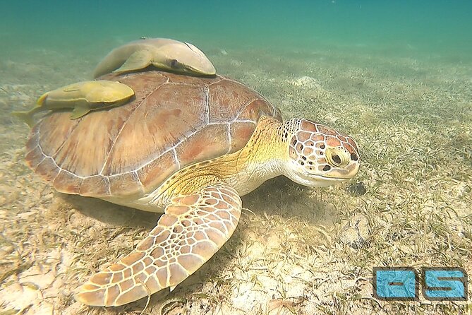 National Park Snorkeling Excursion - Reef Surfari gives you a stable base between swims
