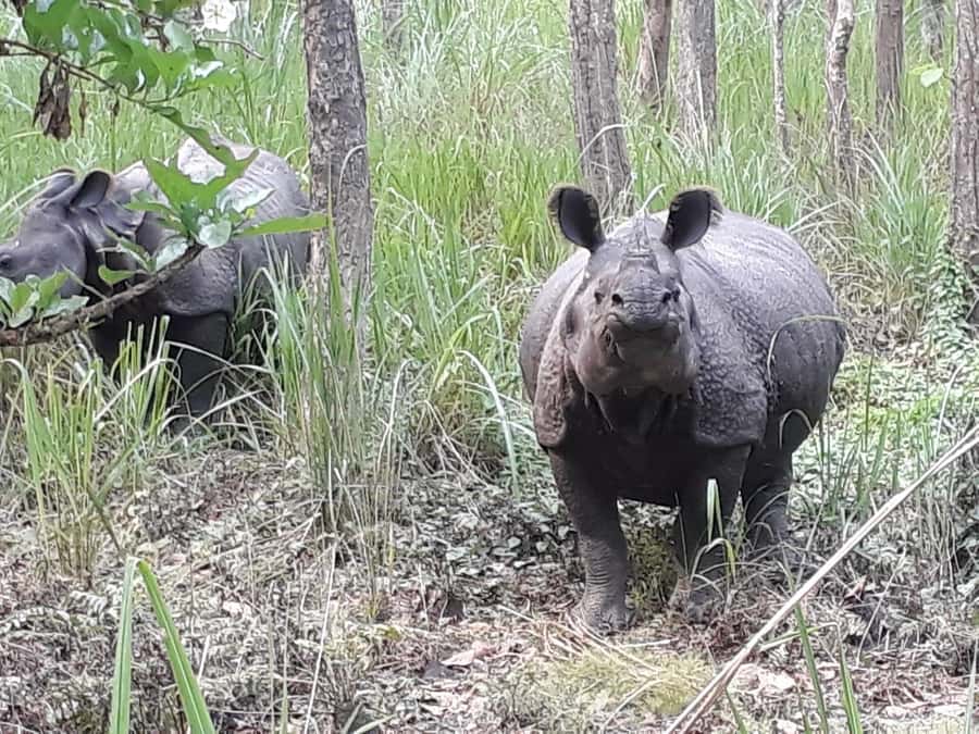 Nepal: Chitwan National Park 3-Day Jungle Tower Stay - Key points to know before booking