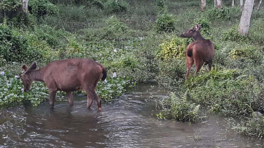 Nepal: Chitwan National Park 3-Day Jungle Tower Stay - The local dance show and included meals