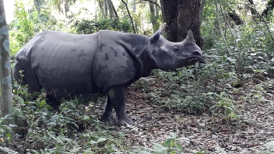 Nepal: Chitwan National Park 3-Day Jungle Tower Stay - Is $193 good value?