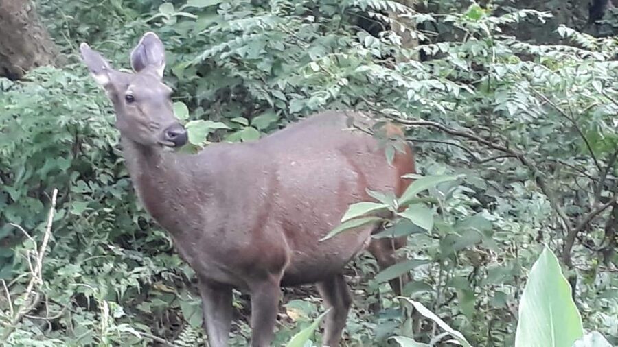 Nepal: Chitwan National Park 3-Day Jungle Tower Stay - Practical packing and comfort advice