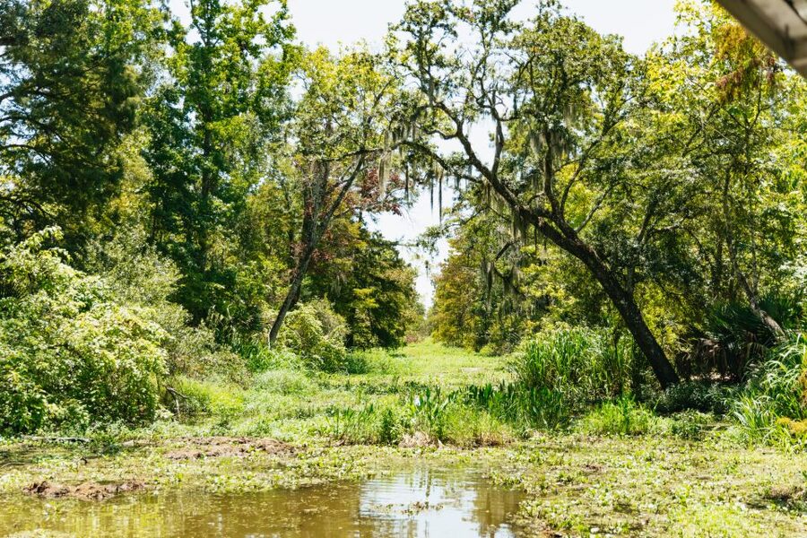 New Orleans: Bayou Tour in Jean Lafitte National Park - Alligators, birds, turtles, and the luck of the day