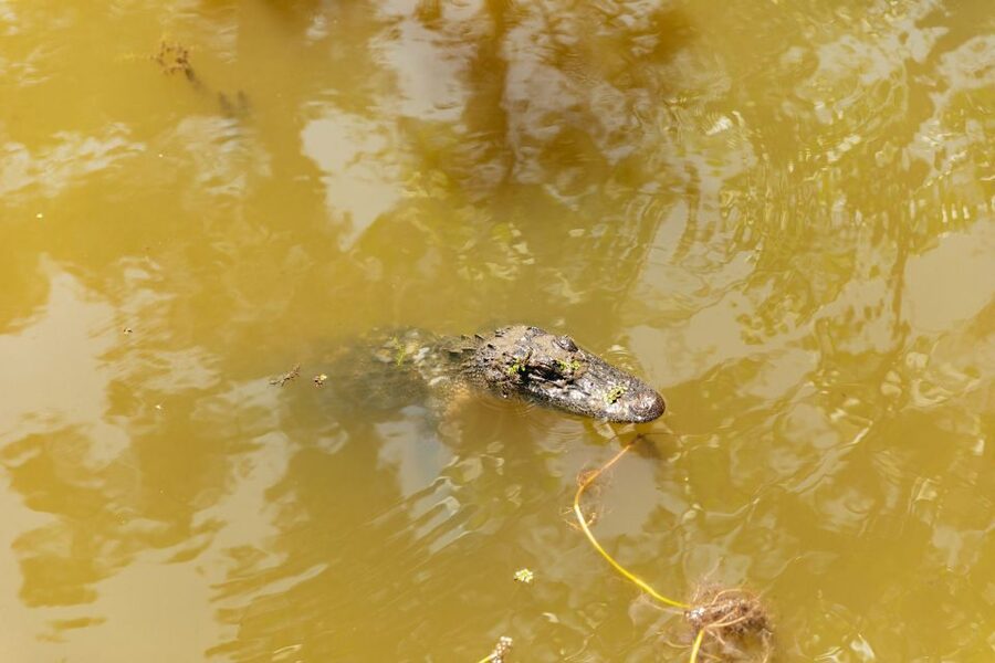 New Orleans: Bayou Tour in Jean Lafitte National Park - The guides turn scenery into a real experience