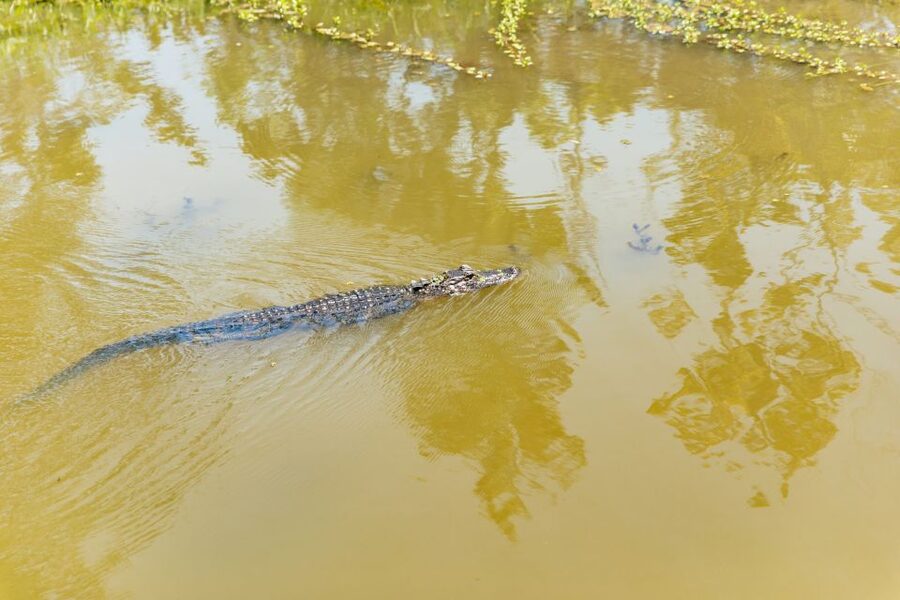 New Orleans: Bayou Tour in Jean Lafitte National Park - A good length for a New Orleans side trip
