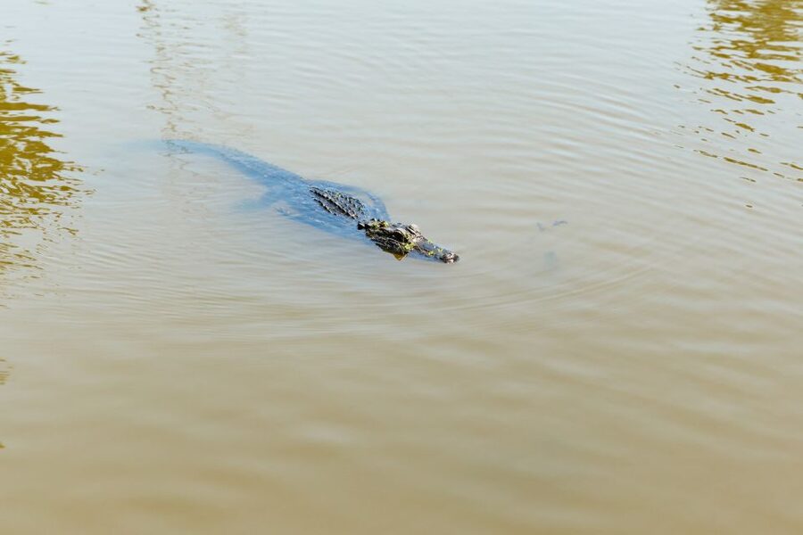 New Orleans: Bayou Tour in Jean Lafitte National Park - Weather, insects, and what to wear