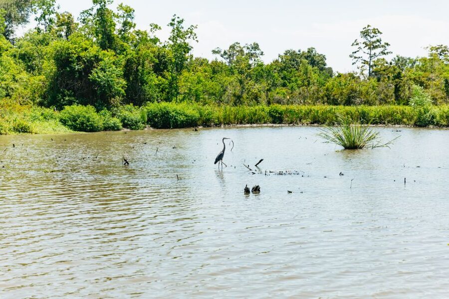 New Orleans: Bayou Tour in Jean Lafitte National Park - What the 90-minute boat ride feels like